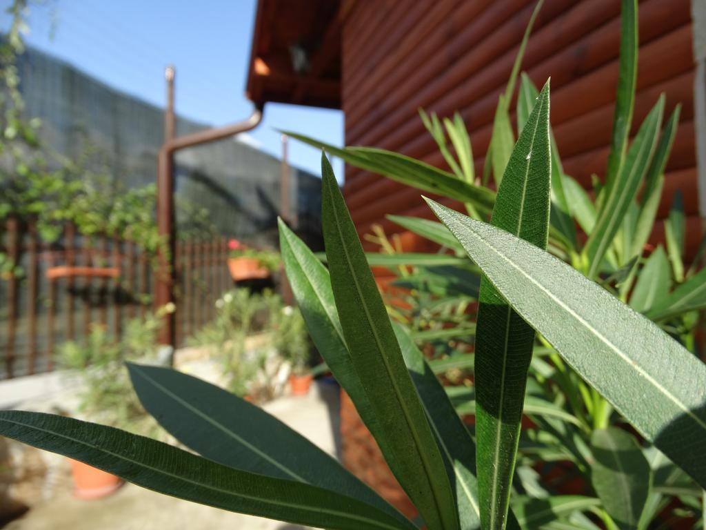 Guest House Ivel 사파레바바냐 외부 사진